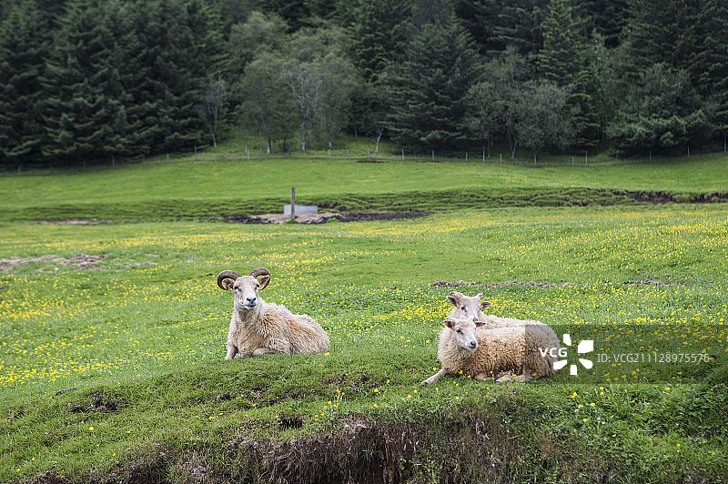 绵羊,动物图片素材