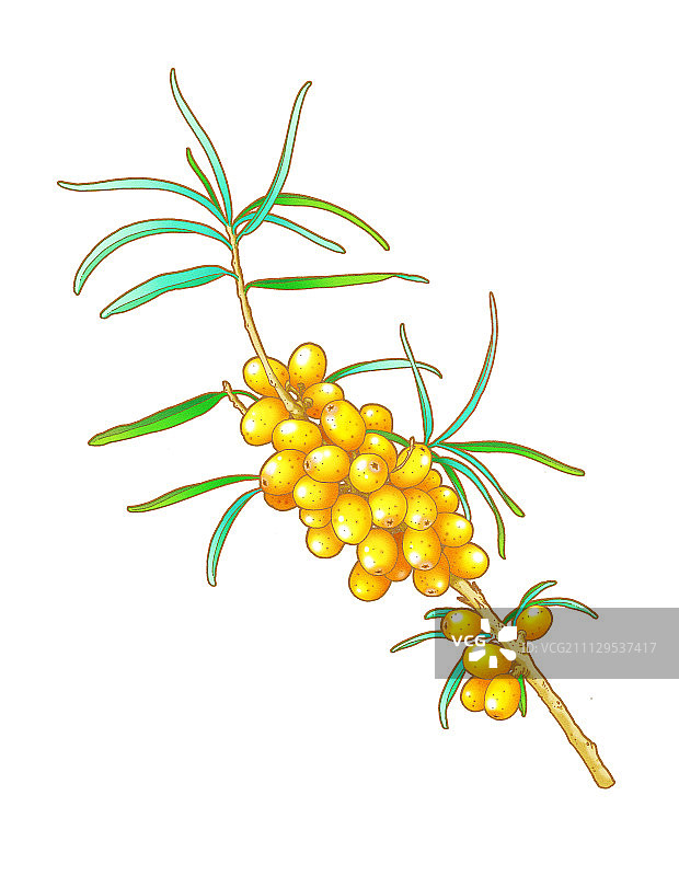 戈壁沙棘果图片素材