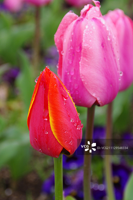 在日本埼玉县越谷市的Dewa公园举行的赤羽郁金香节图片素材
