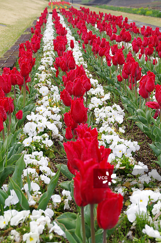 在日本埼玉县越谷市的Dewa公园举行的赤羽郁金香节图片素材