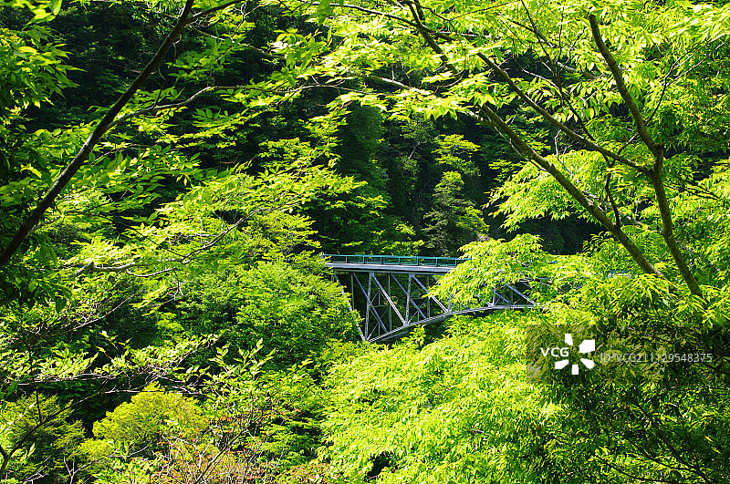 日本静冈县寸又峡飞龙桥（100米高）森林公路图片素材