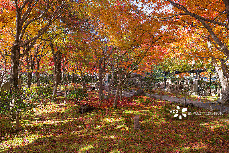 日本京都嵯峨野化野念佛寺的秋叶图片素材