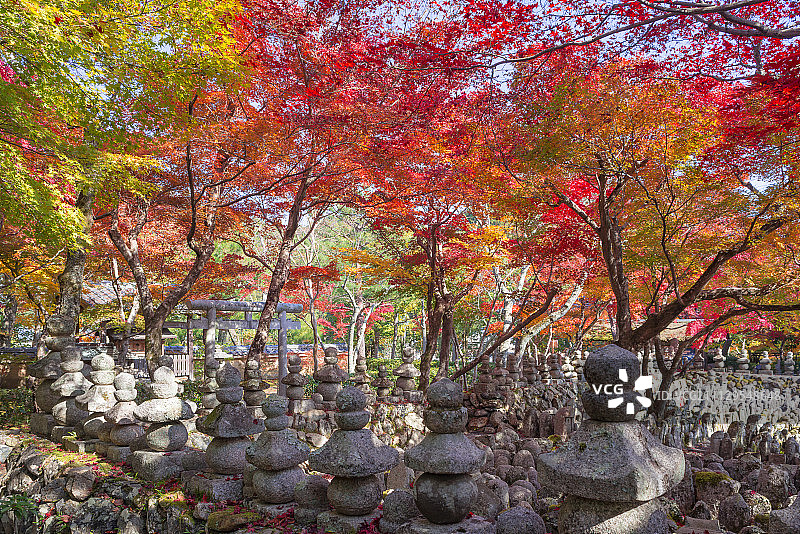 日本京都嵯峨野化野念佛寺的秋叶图片素材