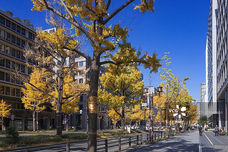 日本大阪御堂筋的银杏树黄叶图片素材