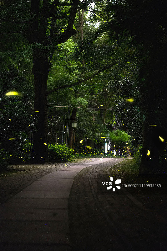 杭州云溪竹径萤火虫图片素材