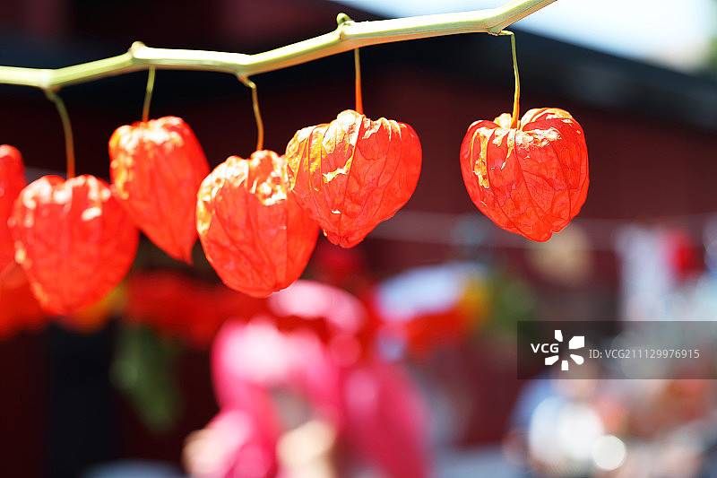 东京鬼灯市集图片素材