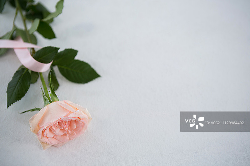 白色背景上的粉色乳腺癌防治宣传丝带和玫瑰花高角度视图图片素材