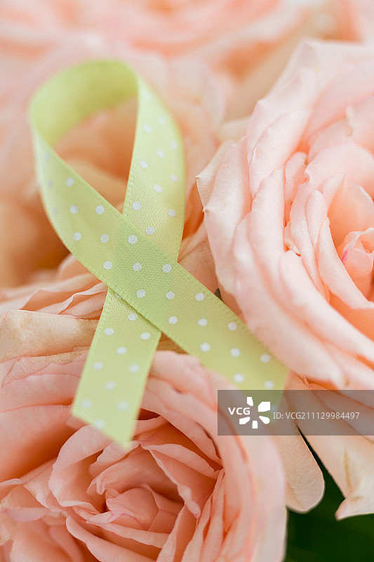 粉色玫瑰上淋巴瘤丝带的特写图片素材