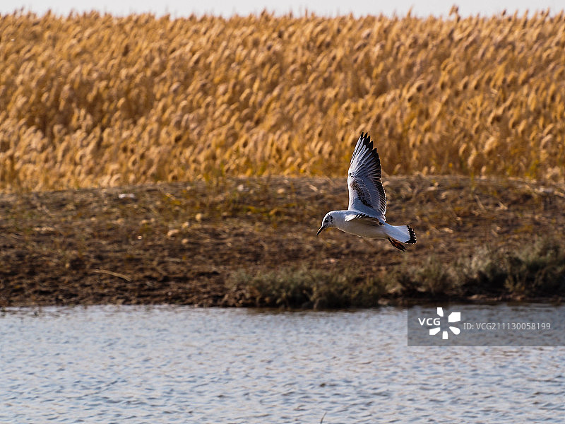 黑尾鸥图片素材