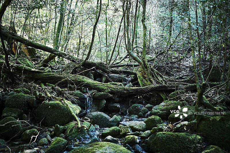 森林树林无人图片素材