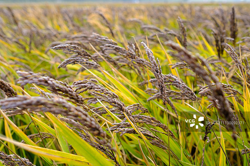 _DSF6937图片素材