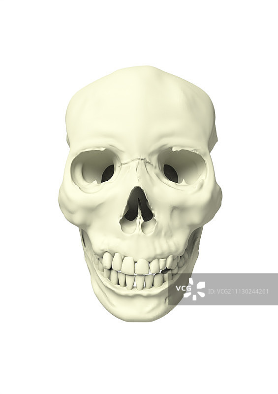 人类头骨的3D图形图片素材