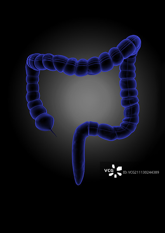 人体肠道解剖图片素材