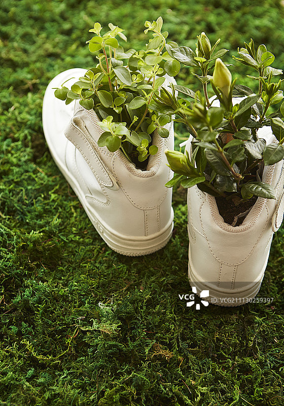 绿苔上白色鞋子里的植物图片素材
