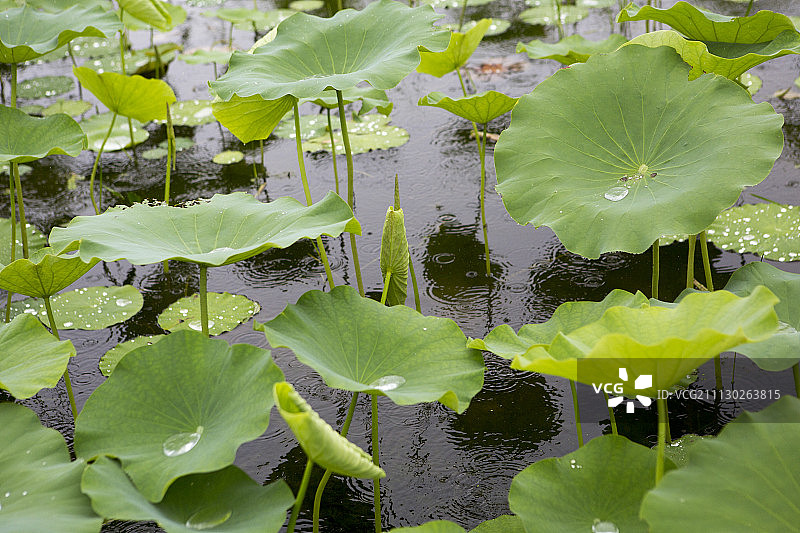 落在荷叶上的雨滴图片素材