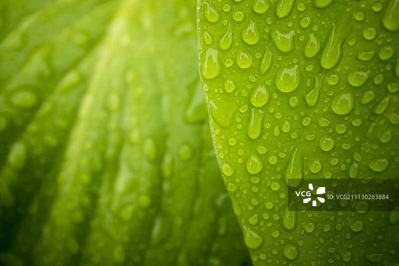 带雨滴的树叶特写图片素材