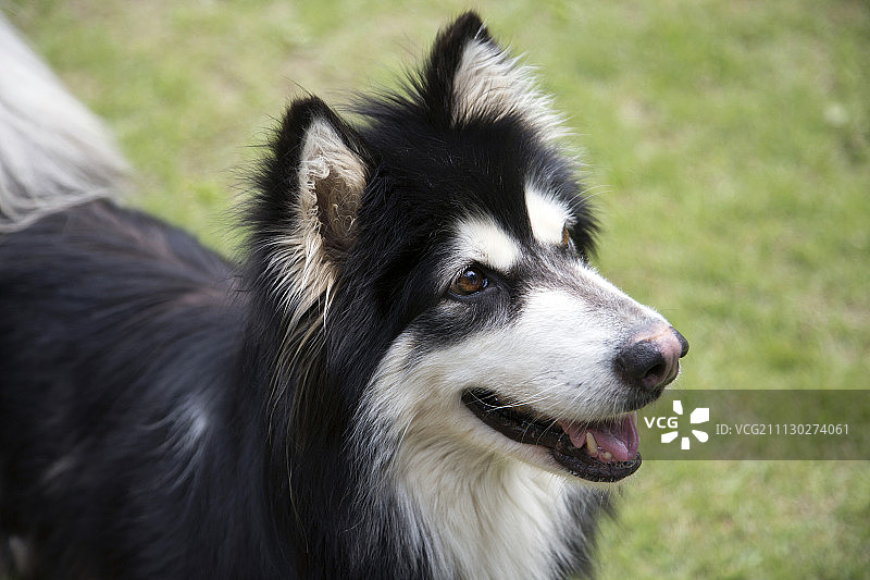 遛狗202图片素材