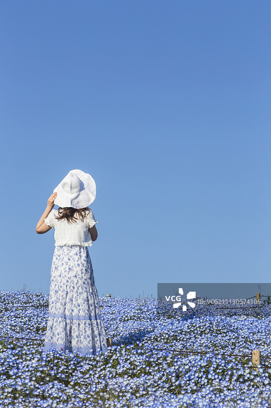 粉蝶花,喜林草,花海图片素材