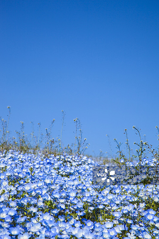 粉蝶花,喜林草,花海图片素材