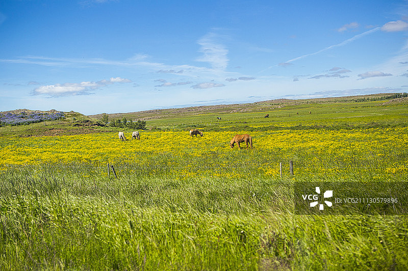 马,冰岛马图片素材