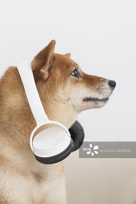 狗,柴犬图片素材