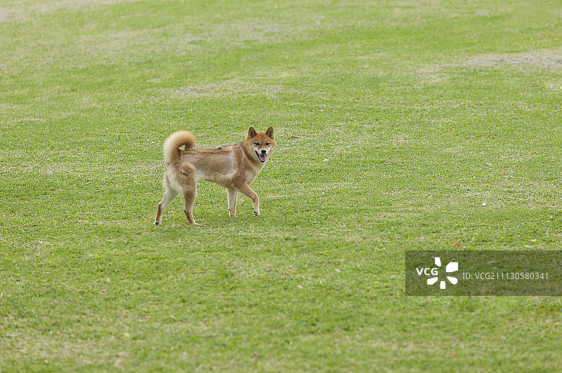 狗,柴犬图片素材