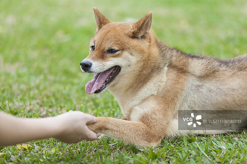 女性,柴犬图片素材
