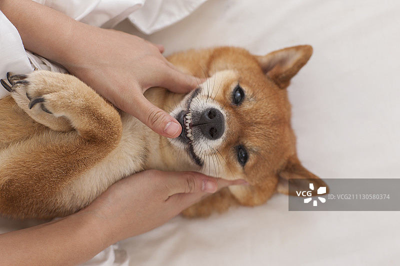 女性,柴犬图片素材