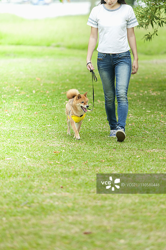 女性,柴犬,遛狗图片素材