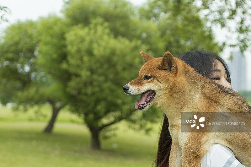 女性,柴犬图片素材