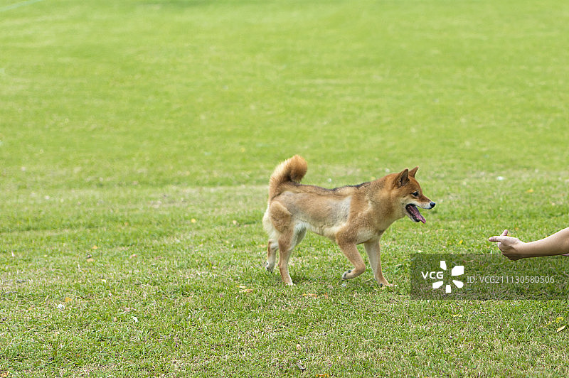 女性,柴犬图片素材
