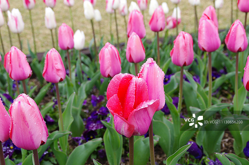 在日本埼玉县越谷市的Dewa公园举行的赤羽郁金香节图片素材
