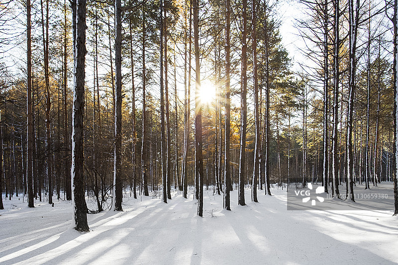 初雪森林阳光图片素材