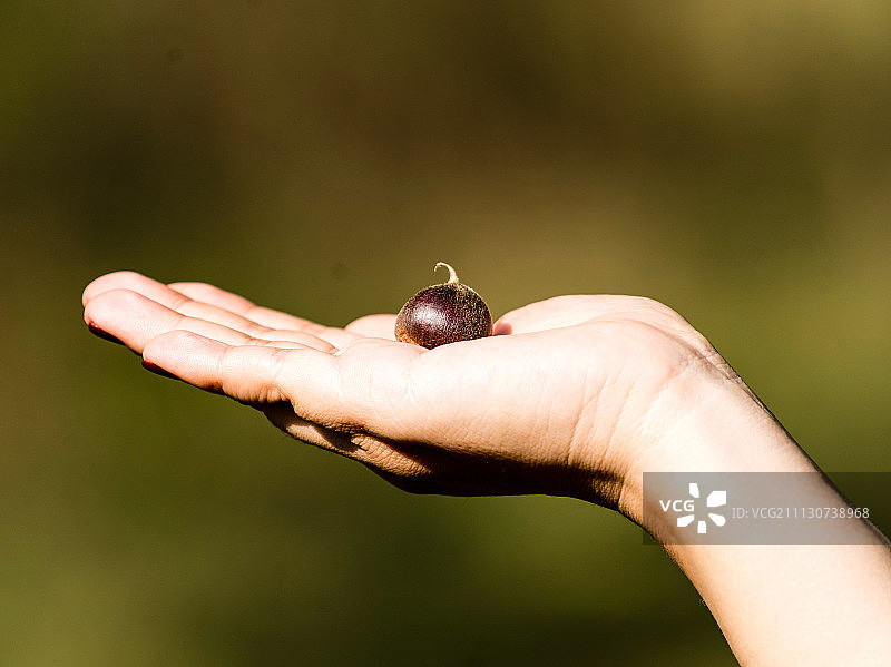 举个“栗”子图片素材