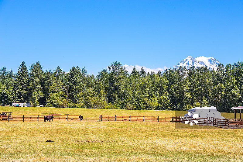 奶牛场图片素材