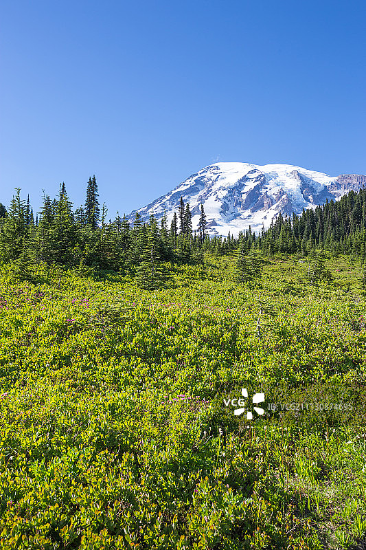 雷尼尔雪山森林图片素材