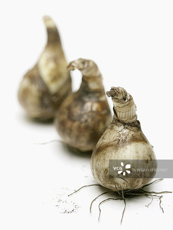 白色背景下的水仙花球茎图片素材