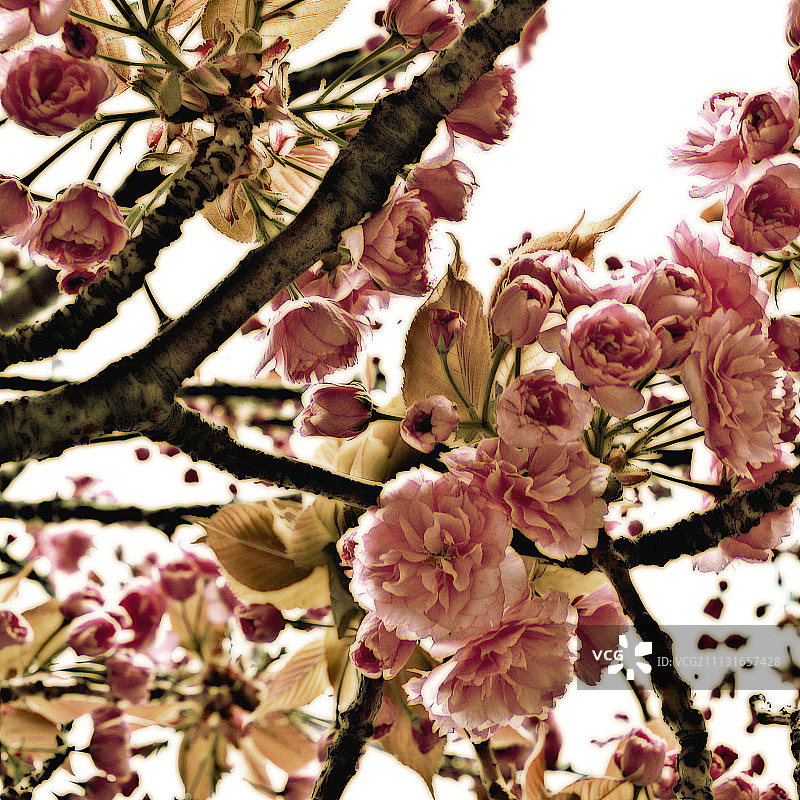 樱桃，李属图片素材