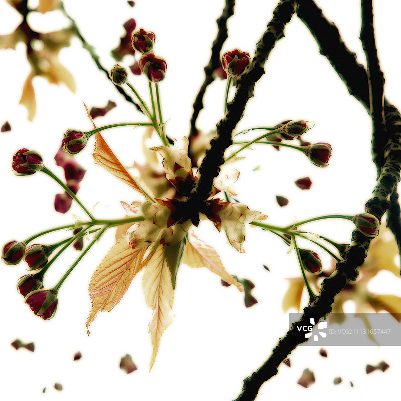 樱桃，李属图片素材