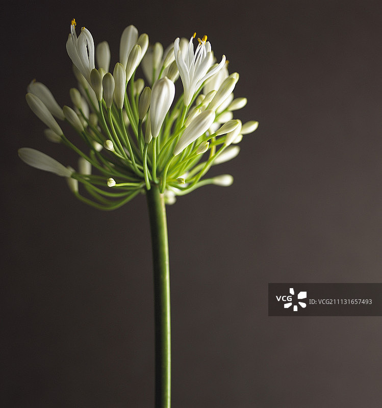 百子莲图片素材