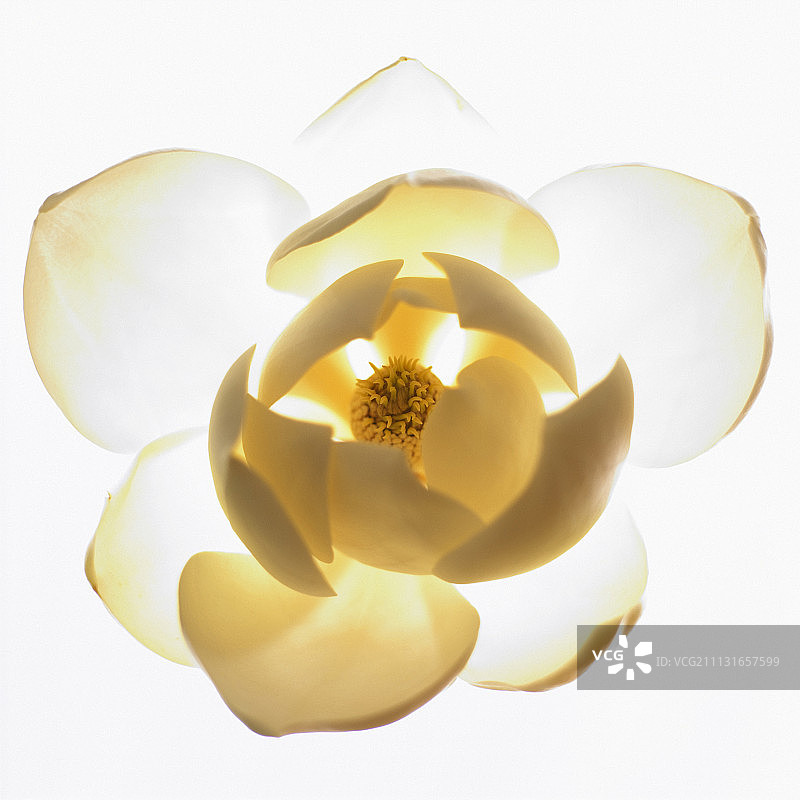 玉兰，广玉兰图片素材