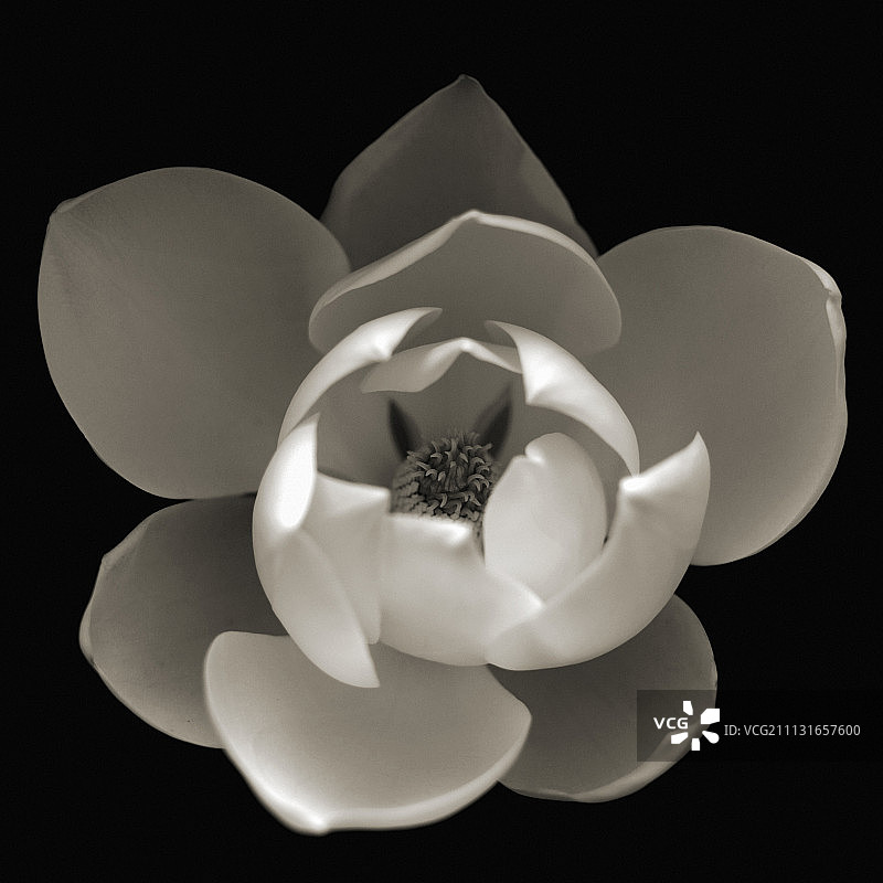 玉兰花图片素材