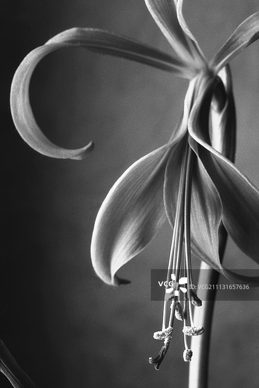 雅各比百合，台湾Sprekelia formoissima图片素材