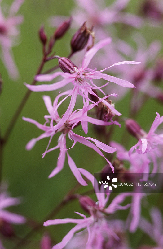 蝇子草图片素材
