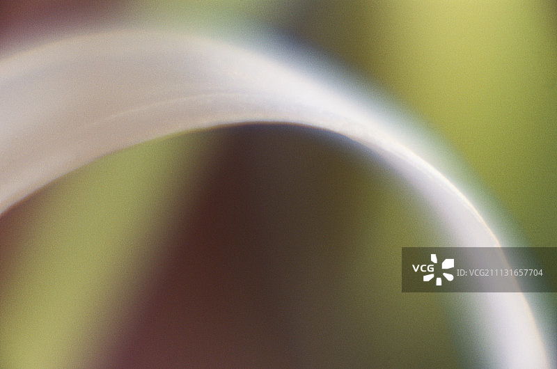 美洲石蒜图片素材