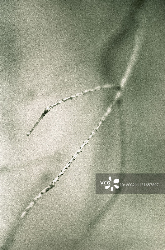 松树、冷杉和云杉图片素材