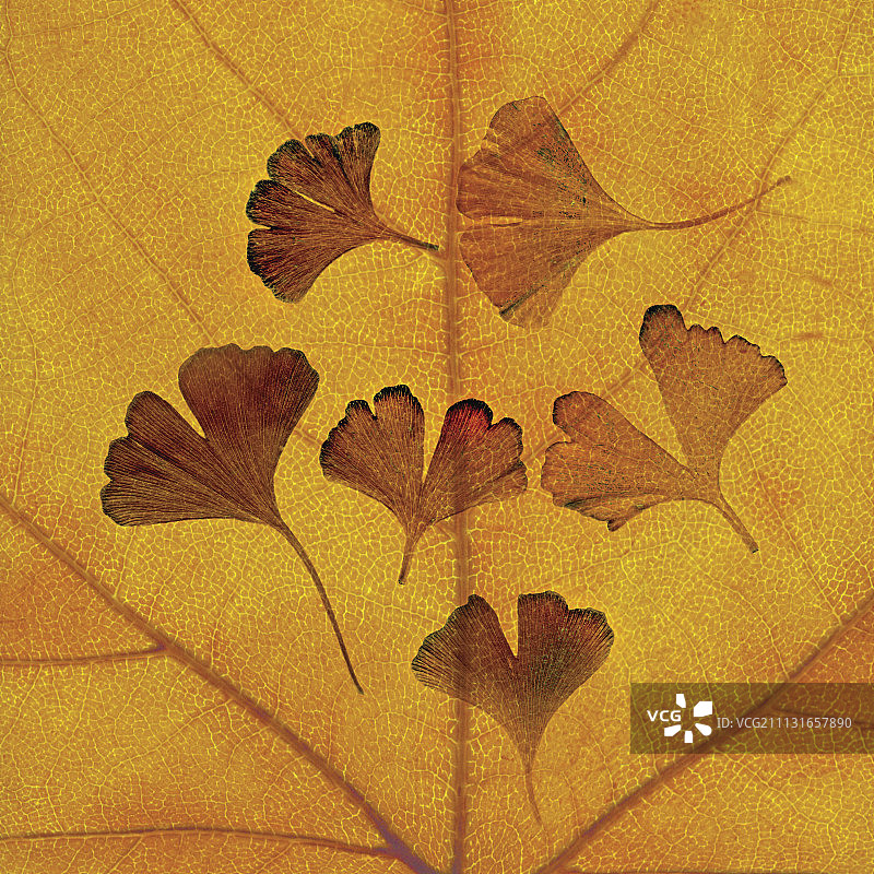 铁线蕨图片素材