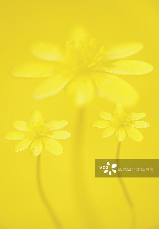 白屈菜图片素材