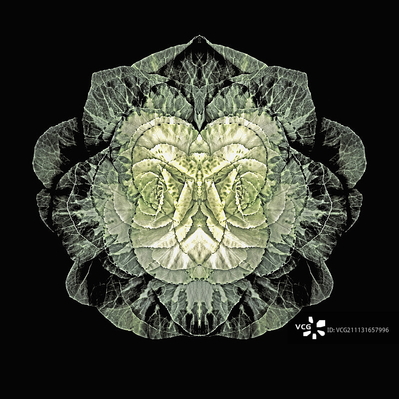 观赏甘蓝，花椰菜图片素材