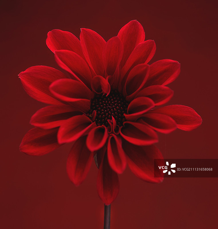 红色大丽花特写，相似颜色背景图片素材